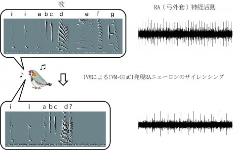 上は、キンカチョウの脳の弓外套における、正常な活動。薬理遺伝学的とを用いて神経活動を抑制すると歌の音響構造が変化する(下)
資料提供:OIST