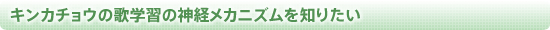 キンカチョウの歌学習の神経メカニズムを知りたい