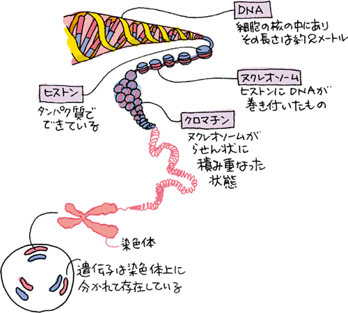 構造 クロマチン