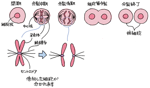 染色体中心部のセントロメアは、細胞分裂の際、紡錘糸によって両側から引っ張られ、2つの娘細胞に均等配分される
