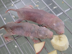 ハダカデバネズミは自然下では、主に植物の根やイモ類を食べる