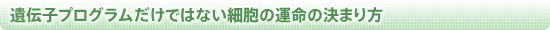 遺伝子プログラムだけではない細胞の運命の決まり方