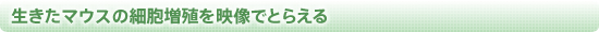 生きたマウスの細胞増殖を映像でとらえる