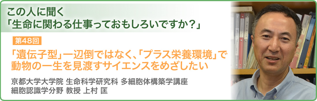 第48回 「遺伝子型」一辺倒ではなく、「プラス栄養環境」で動物の一生を見渡すサイエンスをめざしたい 京都大学大学院 生命科学研究科　多細胞体構築学講座　細胞認識学分野　教授上村匡