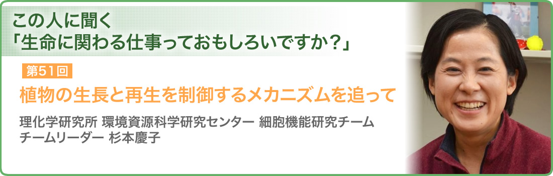 第51回 植物の生長と再生を制御するメカニズムを追って 理化学研究所　環境資源科学研究センター　細胞機能研究チーム チームリーダー 杉本慶子