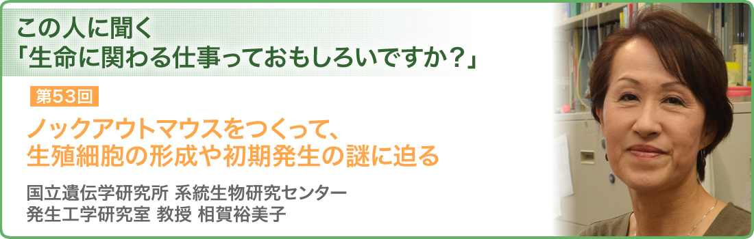 第53回 ノックアウトマウスをつくって、生殖細胞の形成や初期発生の謎に迫る 国立遺伝学研究所 系統生物研究センター 発生工学研究室 教授 相賀裕美子