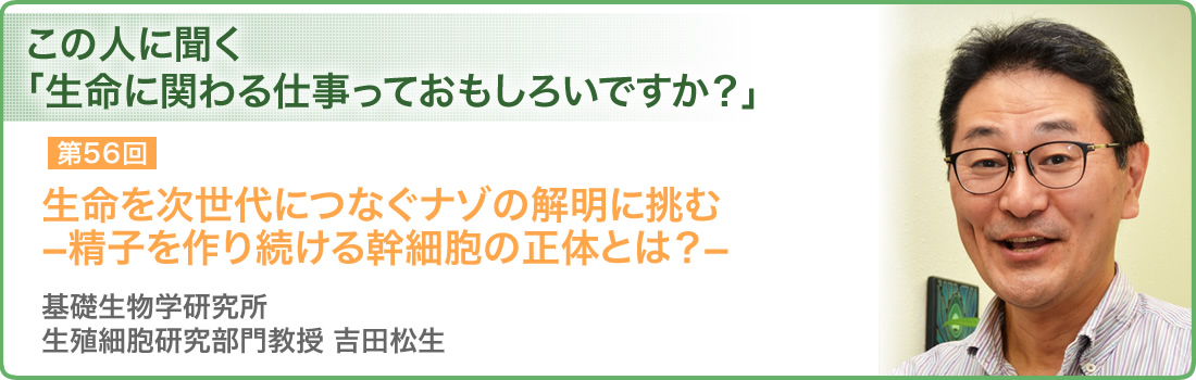 第56回 生命を次世代につなぐナゾの解明に挑む－精子を作り続ける幹細胞の正体とは？－ 基礎生物学研究所　生殖細胞研究部門 教授　吉田松生