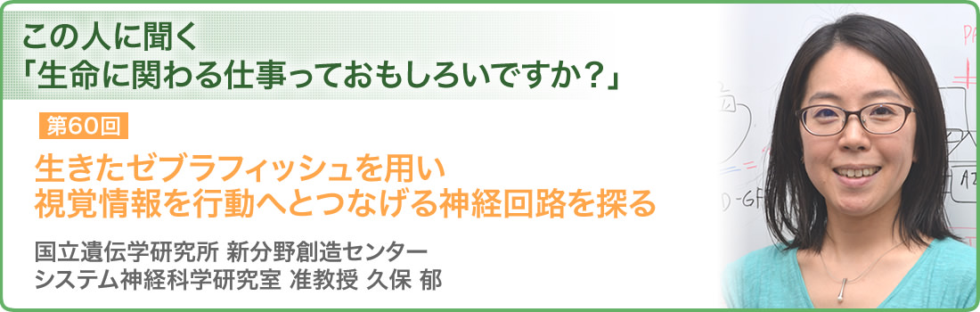 第60回 生きたゼブラフィッシュを用い視覚情報を行動へとつなげる神経回路を探る 国立遺伝学研究所 新分野創造センター システム神経科学研究室 准教授 久保 郁