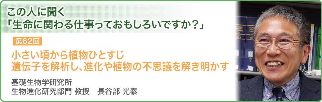 第62回 小さい頃から植物ひとすじ遺伝子を解析し、進化や植物の不思議を解き明かす　基礎生物学研究所　生物進化研究部門 教授　長谷部 光泰