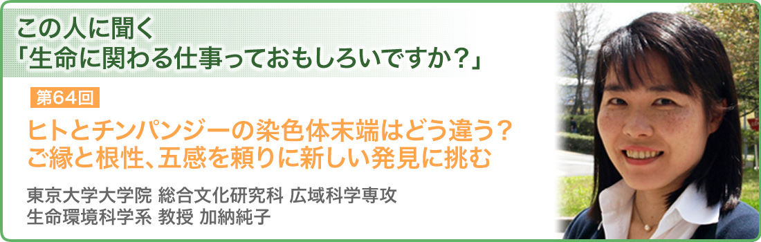 第64回 ヒトとチンパンジーの染色体末端はどう違う？ご縁と根性、五感を頼りに新しい発見に挑む 東京大学大学院 総合文化研究科 広域科学専攻 生命環境科学系 教授 加納純子