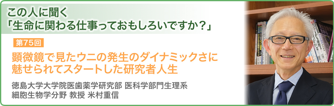 顕微鏡で見たウニの発生のダイナミックさに魅せられてスタートした研究者人生 徳島大学大学院医歯薬学研究部 医科学部門生理系 細胞生物学分野 教授 米村重信