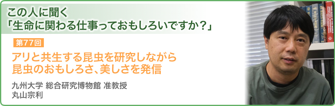 アリと共生する昆虫を研究しながら昆虫のおもしろさ、美しさを発信 九州大学 総合研究博物館 准教授 丸山宗利