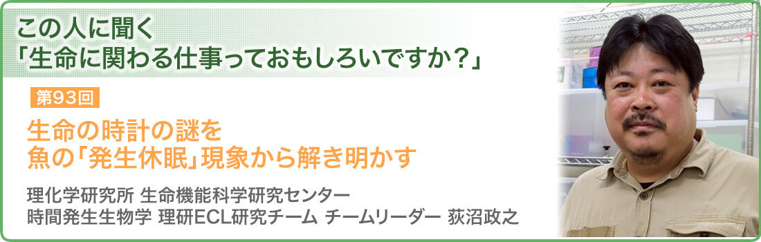 生命の時計の謎を魚の「発生休眠」現象から解き明かす　理化学研究所 生命機能科学研究センター 時間発生生物学 理研ECL研究チーム チームリーダー　荻沼政之