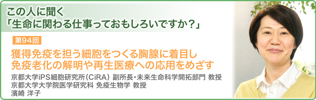 獲得免疫を担う細胞をつくる胸腺に着目し　免疫老化の解明や再生医療への応用をめざす　京都大学iPS細胞研究所（CiRA）副所長・未来生命科学開拓部門 教授／京都大学大学院医学研究科 免疫生物学 教授　濱崎洋子