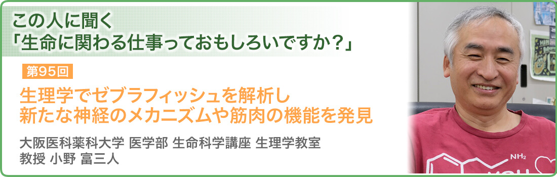 生理学でゼブラフィッシュを解析し 新たな神経のメカニズムや筋肉の機能を発見 大阪医科薬科大学 医学部 生命科学講座 生理学教室 教授 小野 富三人