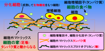 からだは、細胞と周辺環境からできている。周辺環境=細胞の家(足場)と細胞の食べ物(タンパク)⇒この周辺環境が細胞の状態(増殖、分化)に影響を与える