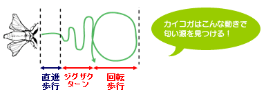 カイコガはこんな動きで匂い源を見つける！