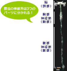 昆虫の神経系は3つのパーツに分かれる!