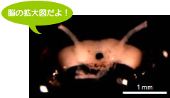 脳の拡大図だよ!