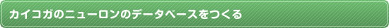 カイコガのニューロンのデータベースをつくる