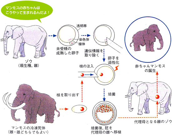 現在のゾウの力をかりて、マンモスを復活させる