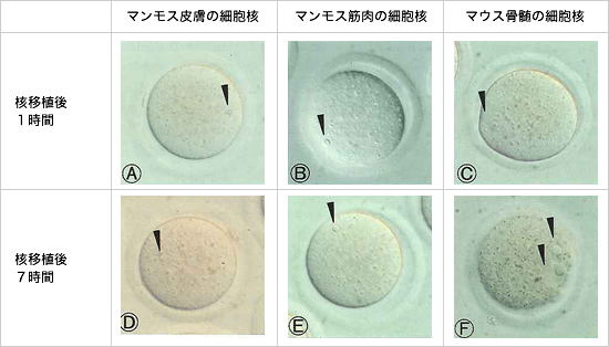 右端のマウスの細胞核（C）は、7時間経過すると生きている証拠として核（F内矢印）が生長している