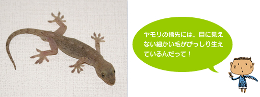 写真:ヤモリ