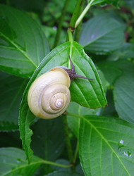 写真：カタツムリ