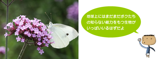 写真:モンシロチョウ