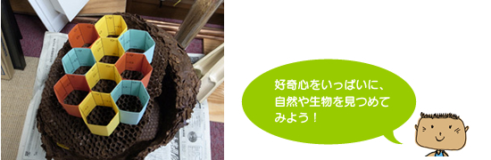 写真:蜂の巣のハニカム構造を紹介するツール