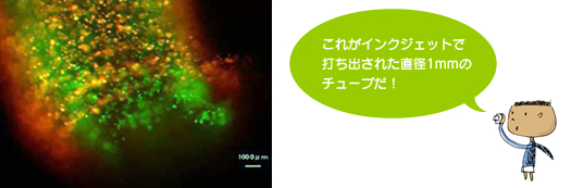 写真:血管を構成している2種の生きた細胞を配置した二重構造のゲルチューブ(直径1mm)