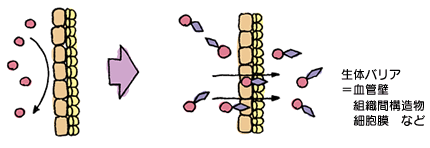 イラスト：生体バリアの通過促進