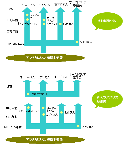 多地域進化説と新人のアフリカ起源説