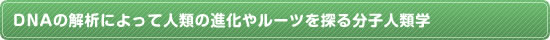 DNAの解析によって人類の進化やルーツを探る分子人類学