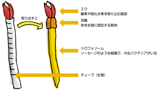 チューブワームの体内解剖図