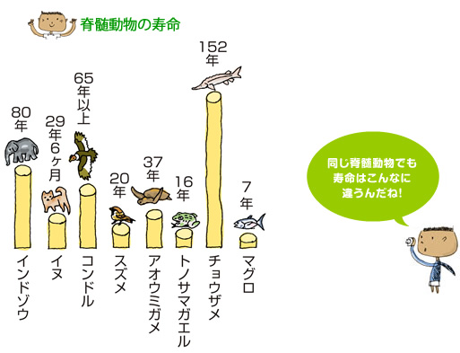 脊髄動物の寿命