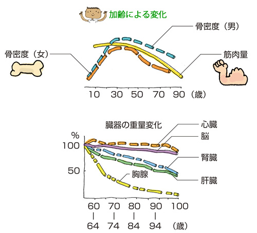 加齢による変化