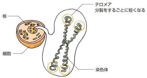 テロメア