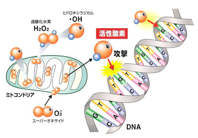 第13回 いま注目の最先端研究 技術探検 中高生と いのちの不思議 を考える 生命科学dokidoki研究室