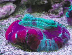 サンゴショップの水槽で極彩色に光っていたオオバナサンゴ