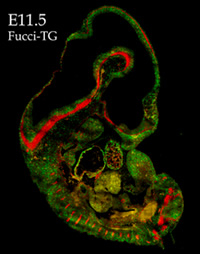 胎生13日のマウスの大脳皮質の組織を蛍光観察した例