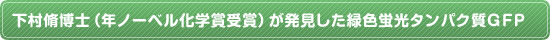 下村脩博士（2008年ノーベル化学賞受賞）が発見した緑色蛍光タンパク質GFP