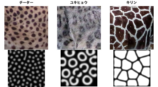 それぞれの動物によく似たチューリング・パターン