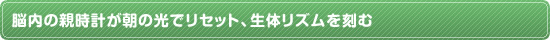 “脳内の親時計が朝の光でリセット、生体リズムを刻む