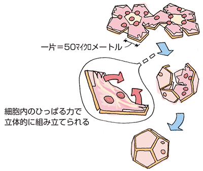 細胞折り紙で多面体を作るしくみ