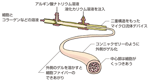 細胞のひも