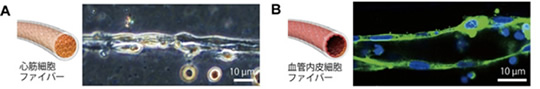 （Ａ）伸縮運動をする心筋ファイバー　（Ｂ）管腔様構造を形成する血管内皮ファイバー。緑はアクチン、青は細胞核