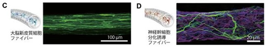 （Ｃ）大脳新皮質細胞のファイバー。緑色はニューロン。長軸方向にのびている（Ｄ）神経幹細胞からニューロンとグリア細胞に分化した神経幹細胞分化誘導ファイバー。緑はニューロン、紫はグリア細胞、細胞核は青く光っている