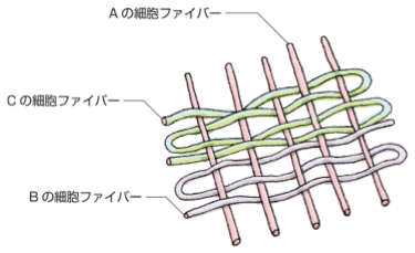 細胞ファイバー