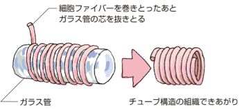 チューブ組織をつくるには